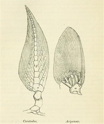 “Living fossils” and the mosaic evolution of characters